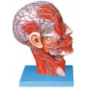 HALF MUSCULAR HEAD WITH VESSELS (SOFT)